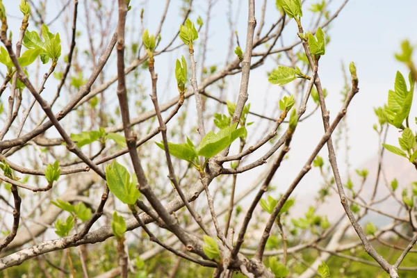 Folhas de figueira verde — Fotografia de Stock