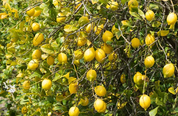 레몬 트리 — 스톡 사진