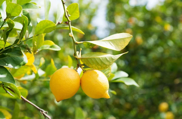 Limones en el huerto — Foto de Stock