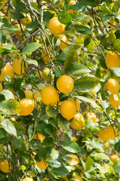 Větve zralých citronů s poupaty. — Stock fotografie