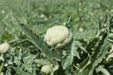 enginar ( Cynara cardunculus L. )
