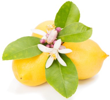 limon ve çiçeği