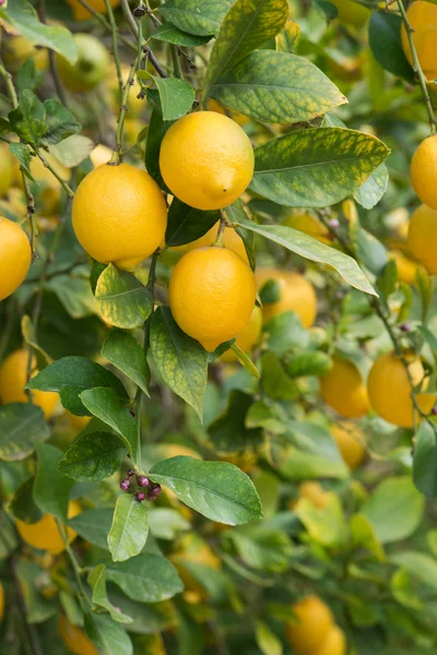 Ágak az érett citrom a rügyek. — Stock Fotó