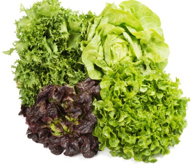  marul (lactuca sativa l.) bazı türleri.