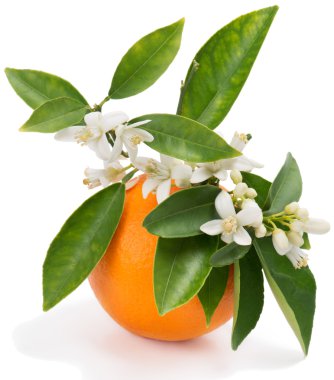 Orange with flowers clipart
