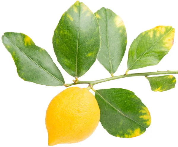 Citron på en gren — Stockfoto