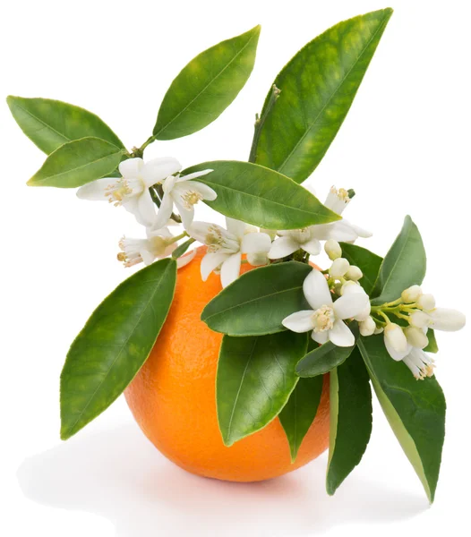 オレンジと花 ロイヤリティフリーのストック写真