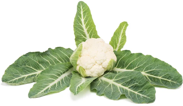 White cauliflower  (Brassica oleracea L. var. botrytis L.) — Stock Photo, Image