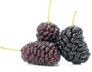  dut (morus nigra l.)