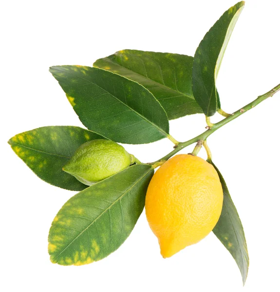 Limones en una rama — Foto de Stock