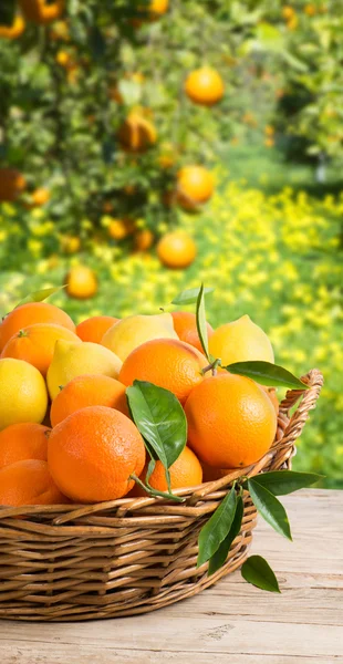 Cesta llena de naranjas y limones en el jardín —  Fotos de Stock