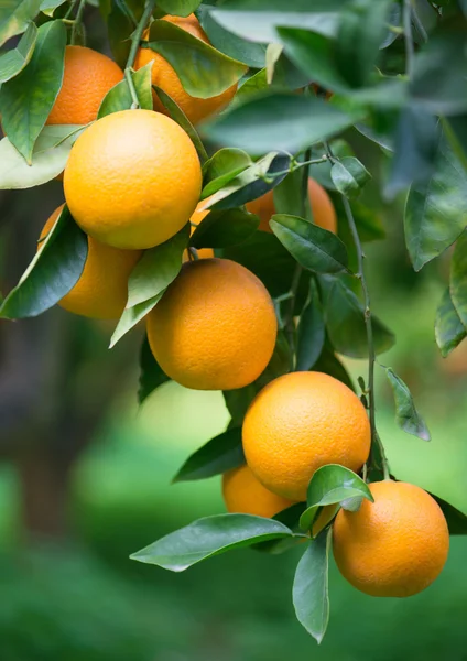 Oranges on a branch in a orchard — Stock Photo, Image