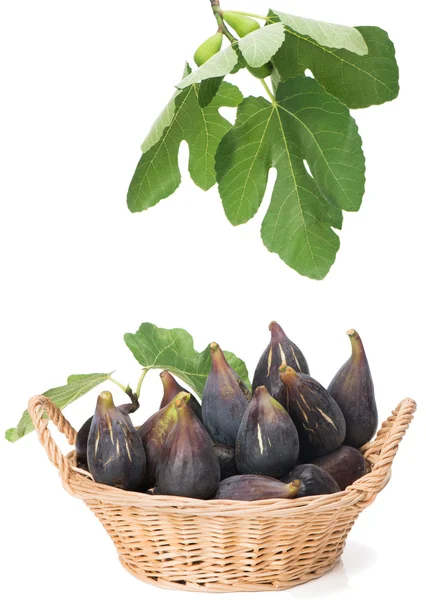 Сладкие инжирные фрукты с листьями в корзине — стоковое фото