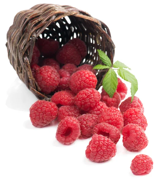 Raspberries with leaves in a basket is scattered — Stock Photo, Image