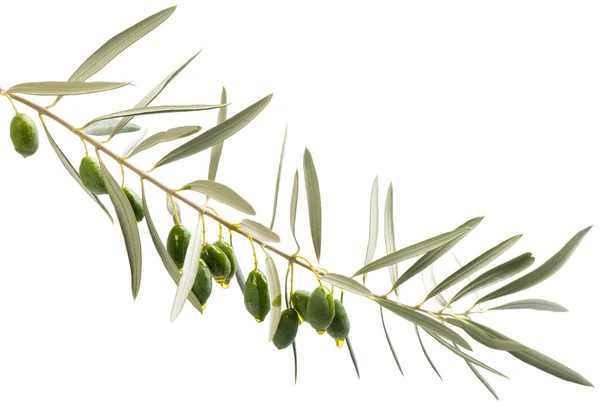 A branch and drops of olive oil falling from some green olives — Stock Photo, Image