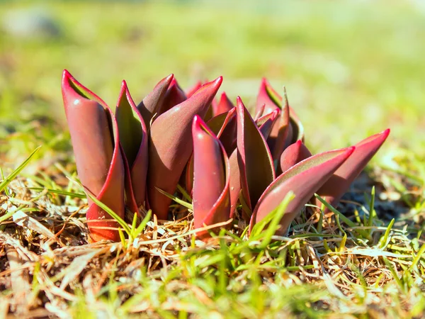 Sprouted Tulips — Stock Photo, Image