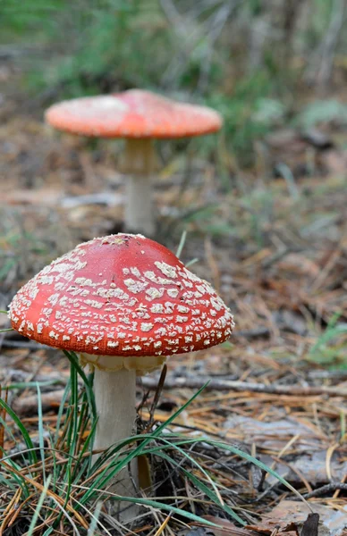 Fungo di Amanita — Foto Stock