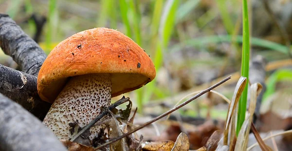 Fungo porcino arancio-cappuccio — Foto Stock