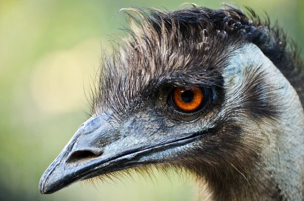 Ostriches. — Stock Photo, Image