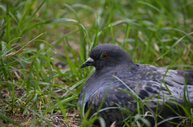 Çimlerin üzerinde güvercin
