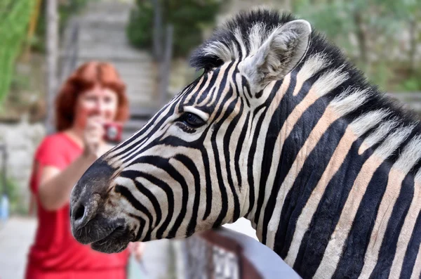 Zebra yalta hayvanat bahçesinde