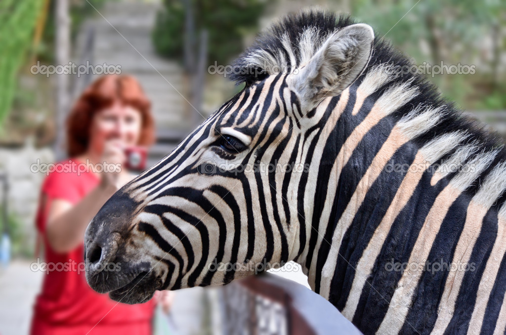 zebra at the yalta zoo | 图库照片 08о.н. #20043781