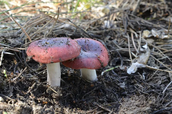 Funghi - russule — Foto Stock