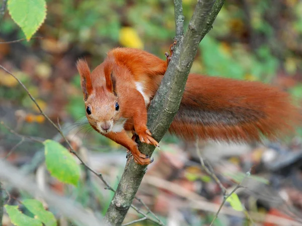 눈 속의 다람쥐 — 스톡 사진
