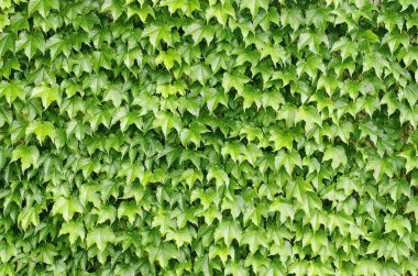 arka plan, yaprakları, doku