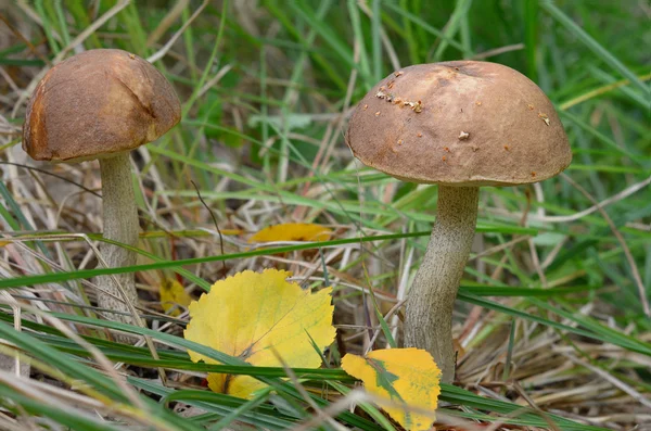 Funghi, berretto marrone boletus — Foto Stock