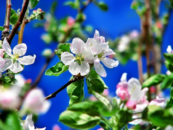 苹果花 — 图库照片