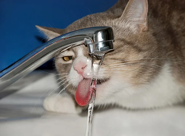 Кошка пьет воду из-под крана — стоковое фото