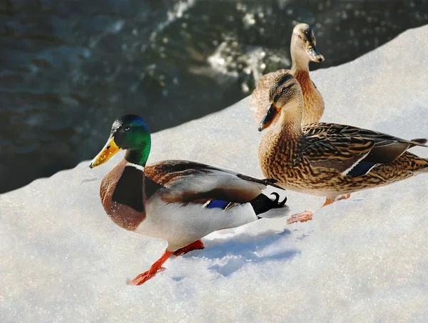Patos selvagens no inverno em neve — Fotografia de Stock