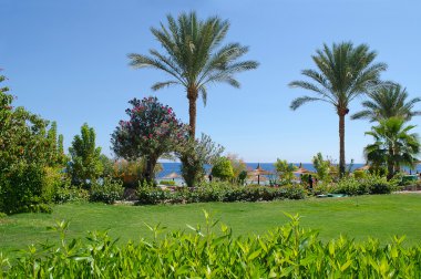 Turizm. Mısır'daki egzotik bitkiler