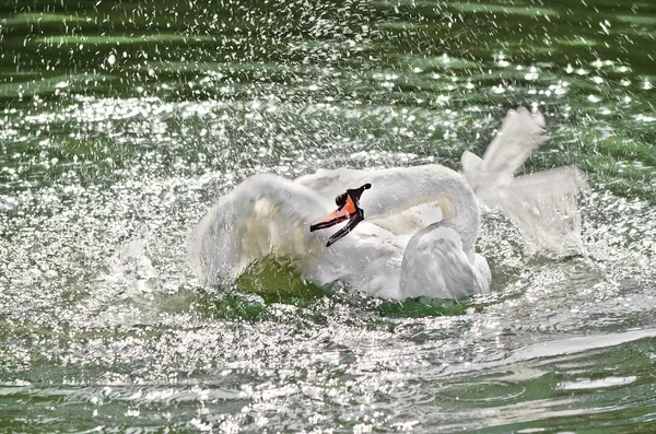 Swan agita sus alas en el agua . —  Fotos de Stock