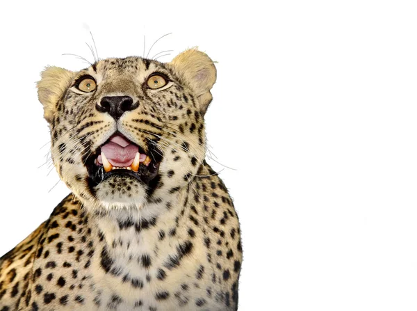 Leopard opened his mouth. — Stock Photo, Image