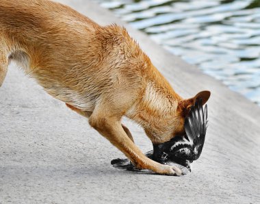 av hayvanları. bir güvercin köpek saldırdı. kolay av