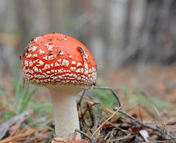 Fungo mosca-agarico — Foto Stock