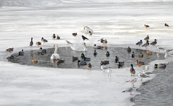 Aves no inverno . Fotografia De Stock