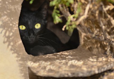 Kara kedi gözatma dışarı belgili tanımlık yavru kedi koruyan bir karton kutu