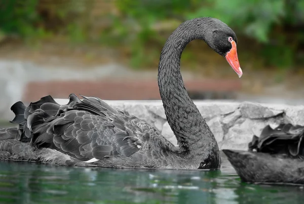 ブラック ・ スワンヤルタの動物園。クリミア自治共和国、ウクライナ — ストック写真