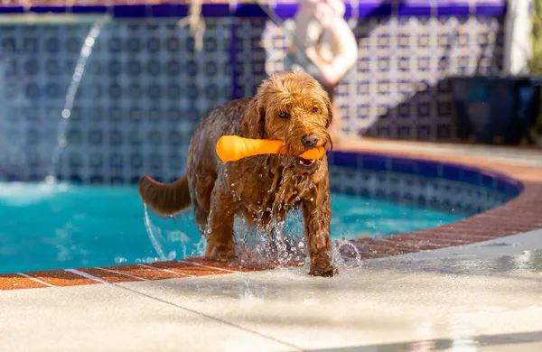 Miniature Goldendoodle Climbing Out Pool Playing Fetch Swimming — Stock Photo, Image