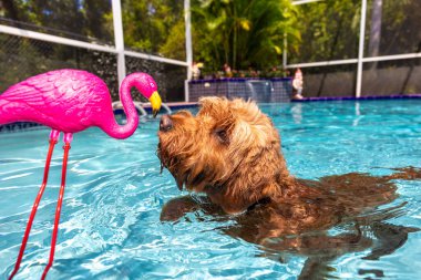 Minyatür Goldendoodle tuzlu su havuzunda yüzüyor ve plastik pembe flamingo biblosuyla oynuyor.