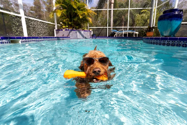 Miniature Goldendoodle Dog Swimming Salt Water Pool Wearing Sunglasses — Stock Photo, Image