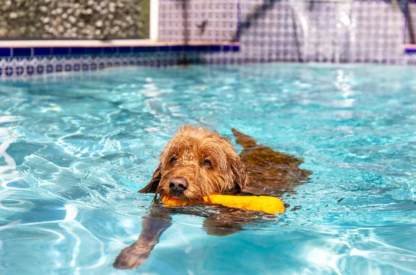 塩水プールで泳ぐミニチュア金魚ドル犬 — ストック写真