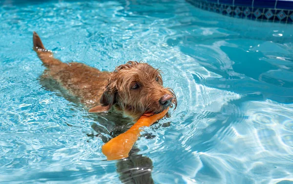 Miniature Golden Doodle Dog Swimming Salt Water Pool — Stock Photo, Image