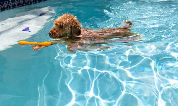 Minyatür Altın Renkli Köpek Tuzlu Havuzunda Yüzüyor — Stok fotoğraf