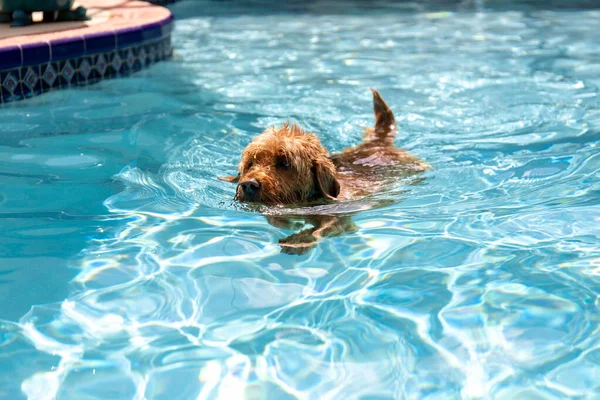Miniature Goldendoodle Dog Swimming Salt Water Pool — Stock Photo, Image