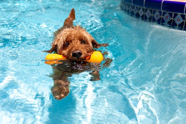 Miniature Goldendoodle Dog Swimming Salt Water Pool — Stock Photo, Image