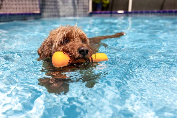 塩水プールで泳ぐミニチュア金魚ドル犬 — ストック写真